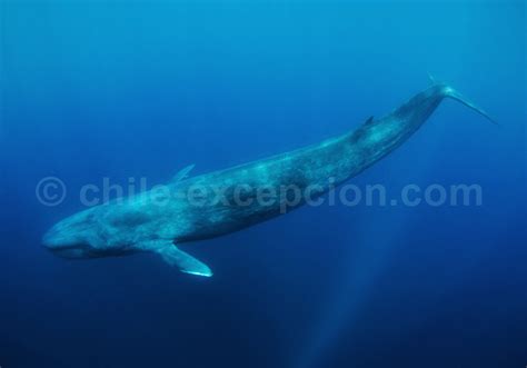 baleine-bleue-big - Chile Excepcion