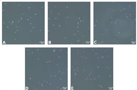 Microscopic Images Of The Synechocystis Samples Details Of Sample