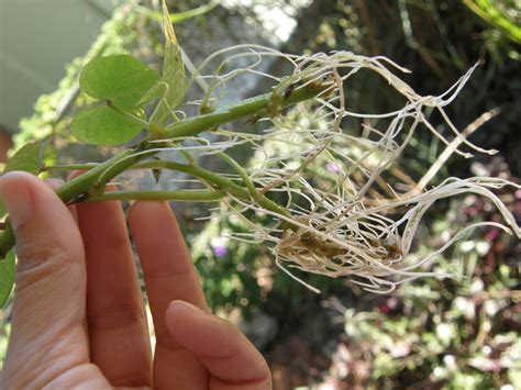 How To Start And Grow Your Own Sweet Potato Slips Dengarden