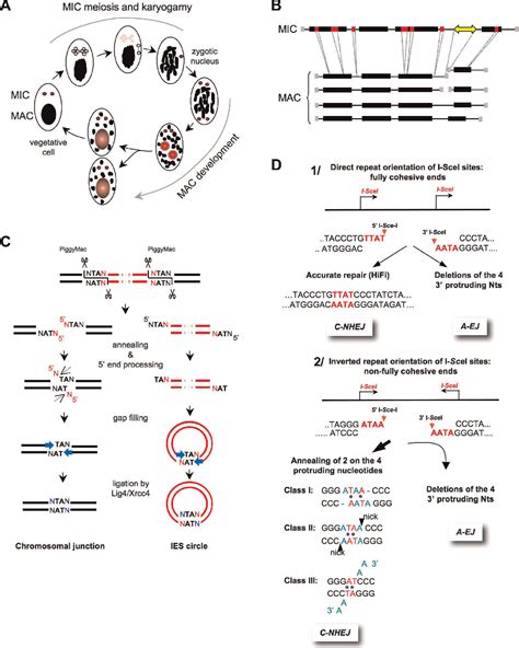 Figure From Is Non Homologous End Joining Really An Inherently Error