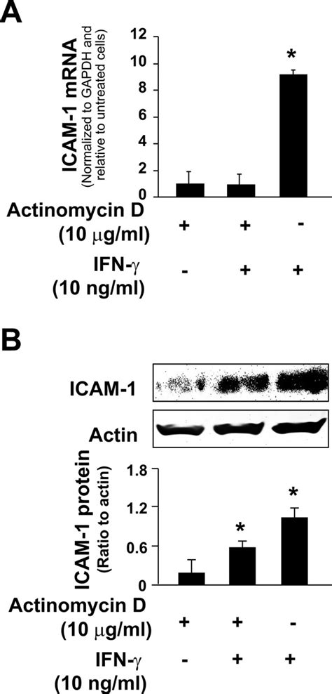 Posttranscriptional Regulation Is Involved In Ifn Induced Icam 1