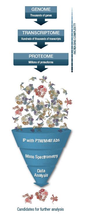 Ptmscan Proteomics Technology Overview Cst Cell Signaling Technology