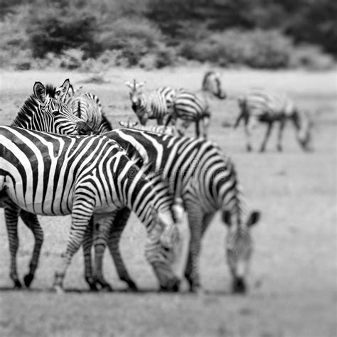 Zebra Portrait On African Savanna Safari In Serengeti Tanzania Stock