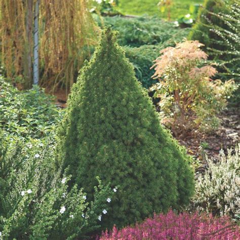 Dwarf Alberta Spruce | NWA Plants Inc