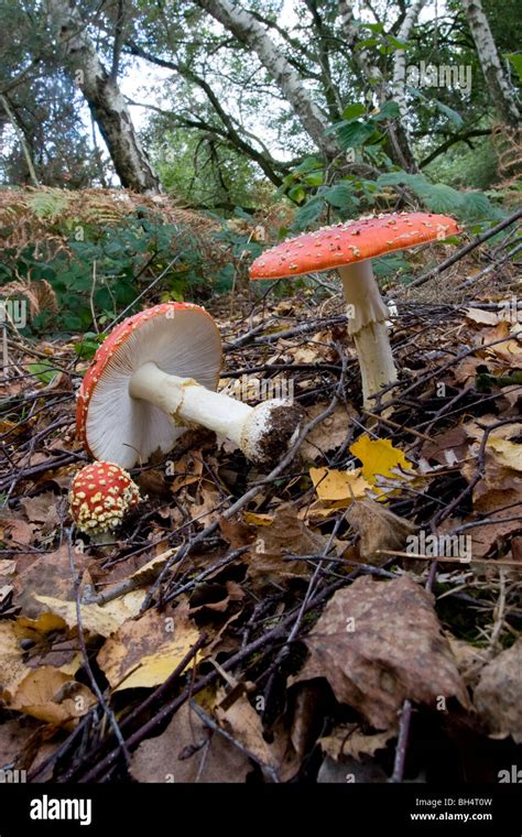 Fly Agaric Mushrooms Amanita Muscaria Stock Photo Alamy