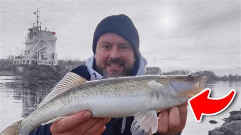 Zanderangeln im Winter am NOK Köderfisch vs Gummifisch Angeln im