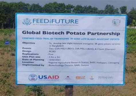 First Late Blight Resistant Potato Confined Field Trials Conclude In Bangladesh Feed The