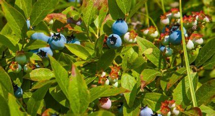 Blauwe Bessenstruik Goldtraube 71 Vanaf 9 99 Blauwe