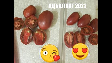 Томат Адъютант = урожайный и сладкий сорт 2022г - YouTube