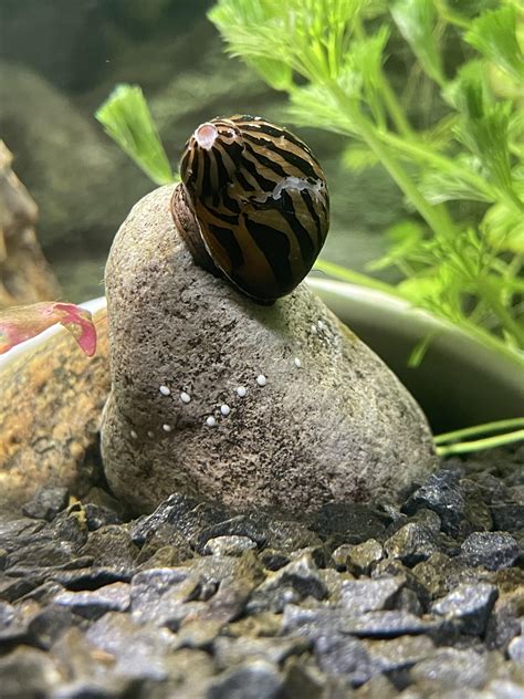 Is this zebra snail eggs? : r/Aquariums