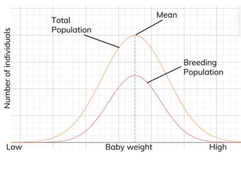 Types Of Selection Biology AQA A Level