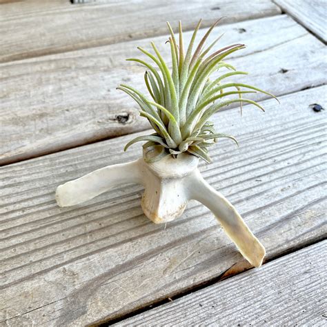 Real Bone Air Plant Holder Vertebrae Plant Holder Witchy Etsy