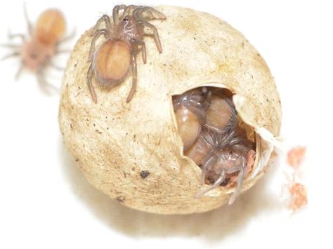 How Long Does It Take For Spider Eggs To Hatch? – WhatBugIsThat