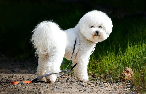 12 Most Hypoallergenic Dog Breeds