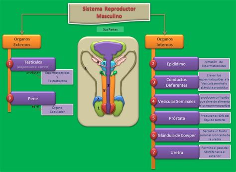 Mapa Mental Sistema Reprodutor Masculino Mapa Mapas Mentais Mapa Mental Images