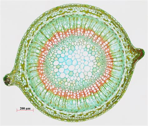 Biology Plant Structure And Function Plant Form And Physiology Stems