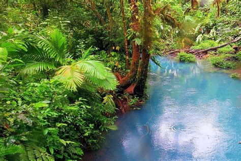 Tripadvisor Tour a Río Celeste caminata por senderos observación