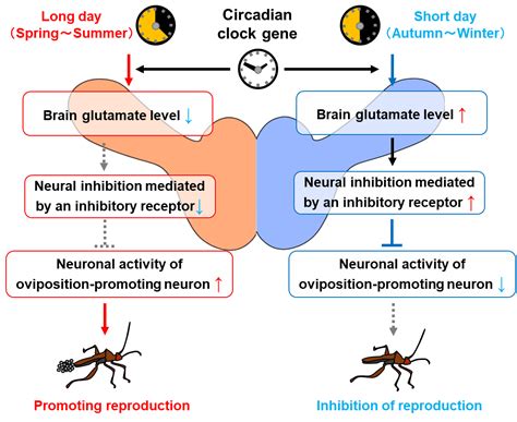 Hickory Dickory Dock The Bean Bug Brains Biological Clock Asia