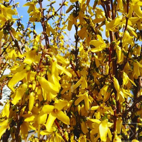 Forsycja zielona ‘Kumson’