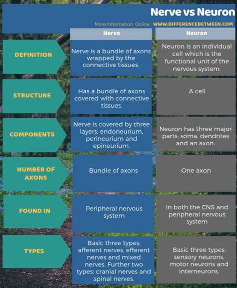 Difference Between Nerve and Neuron | Compare the Difference Between Similar Terms