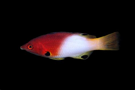 Shop Axilspot Hogfish Reeftopia Australia S Source For Premium Fish