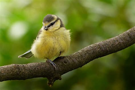 Online Crop Shallow Focus Photography Of Yellow And Gray Bird