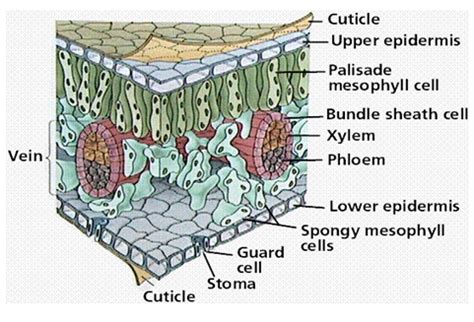 Internal Structure Of A Leaf Diagram