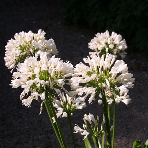 African Lily - Potager Garden