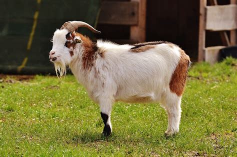 Free Photo Billy Goat Goats Animal Farm Free Image On Pixabay