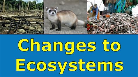 How Do Humans Change Ecosystems The 6 Top Answers