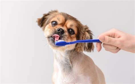 Caries en Perros Qué hacer y Cómo se ven Mascota y Salud