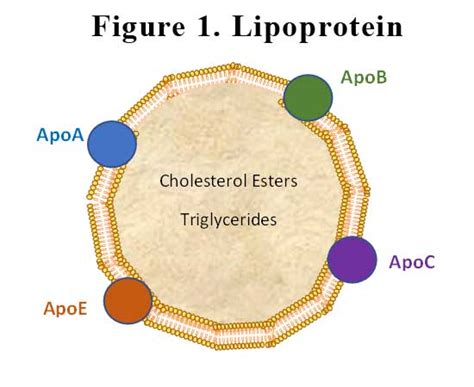 Elevated Lipoprotein a – what are the treatment options? – GP Voice