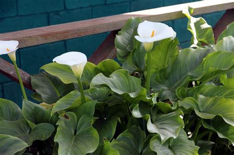 How To Plant Calla Lily Outdoor Complete Growing And Care Tips