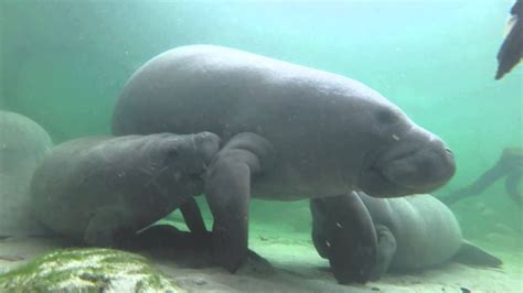 Nursing Manatee Twins Caught On Camera Youtube