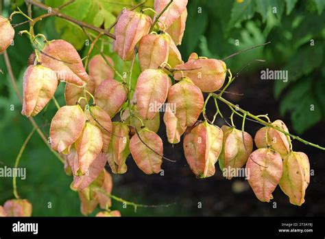 Golden Seed Pods Of The Koelreuteria Paniculata Also Known As Pride Of India Or Golden Rain