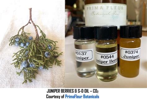 Juniper berry oil | JeanneRose-blog