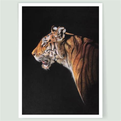 Wildlife Art Gallery - Beautiful Birds and Animals in Coloured Pencil