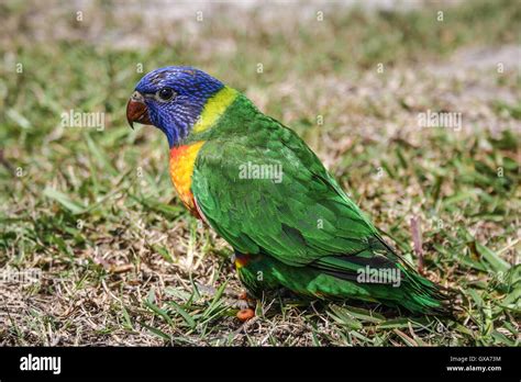 Juvenile Brightly Coloured Rainbow Lorikeet First Day Out Of Nest