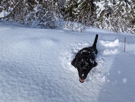 Beware the snow shark : r/labrador