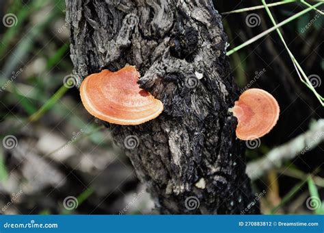 On The Trunk Of The Tree The Fungus Pycnoporus Sanguineus Stock Photo