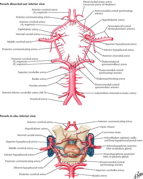 Circle Of Willis Cerebral Arterial Circle Willis Circle