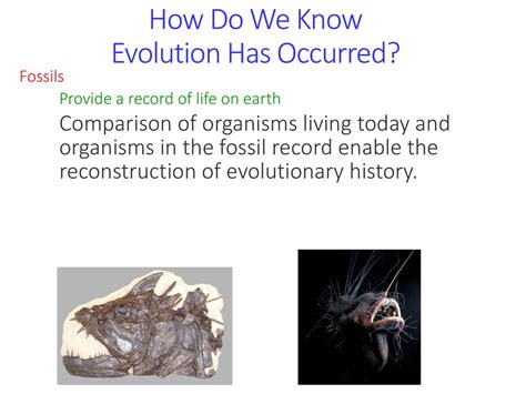 Evidence Of Evolution Grade 8 Science Ppt Download