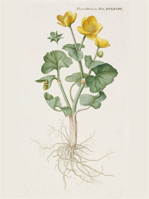FLORA DANICA DENMARK