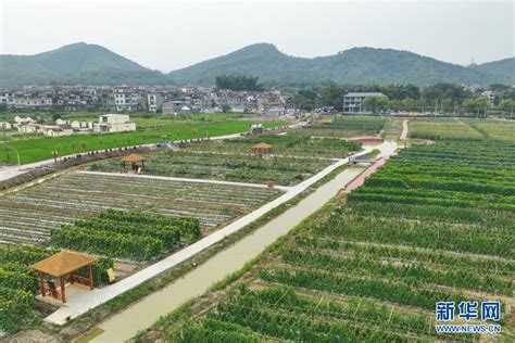 乡村振兴在行动｜城乡和美“靓”出风采——广东高要推进城乡区域协调发展新观察 新华网