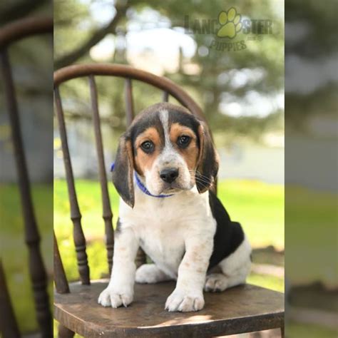 Beagle Puppies for Sale in Watsontown, PA | Lancaster Puppies