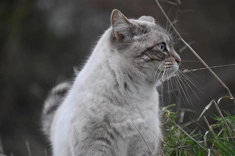 Cat Pussy Nala Mustaches Free Photo On Pixabay Pixabay