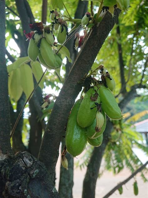 Photo Averrhoa Bilimbi Linn Belimbing Wuluh Belimbing Wuluh Belimbing