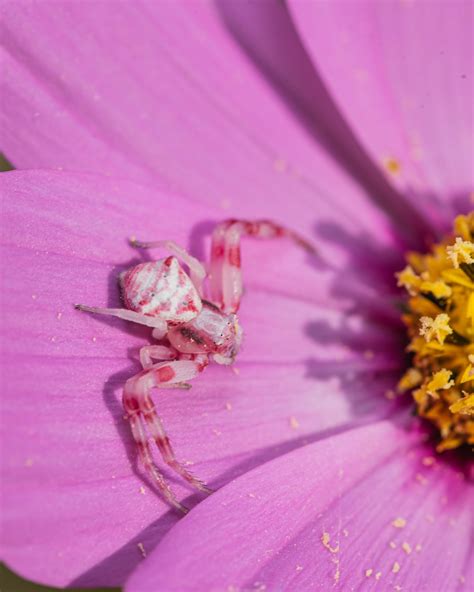 673 best Crab Spider images on Pholder | Spiders, Natureismetal and ...