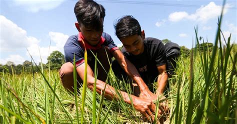 Hasil Padi Di Kelantan Dijangka Merosot 25 Peratus Akibat Kemarau