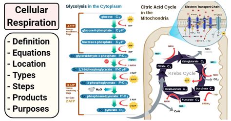 Cellular Respiration: Equations, Steps, Products, Diagram